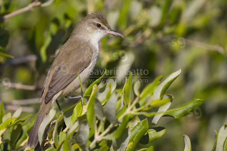 Clamorous Reed Warbler